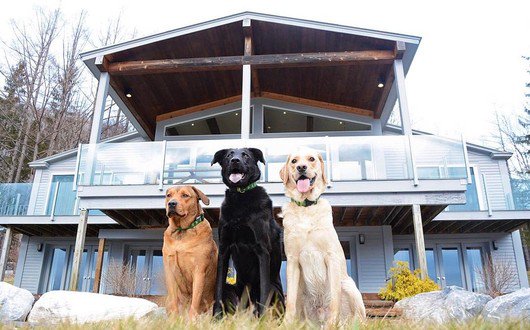 mmartinh's tweet image. Have you ever WISHED you could travel with your dog? via @Knox_and_Bear bit.ly/2kR8yIV #TeamHomeAway