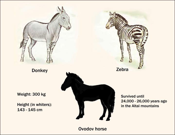siberian_times's tweet photo. Remains of extinct 'zebra-like horse' found at Denisova cave, home of ancient man https://t.co/RKdxBg80ps https://t.co/luUt71GmL3