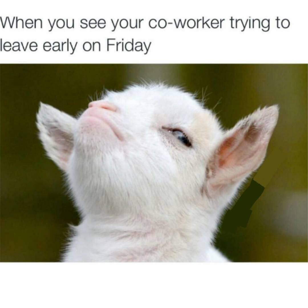 jobscoukltd's tweet image. #happyfriday #jobscouk #meme jobs.co.uk