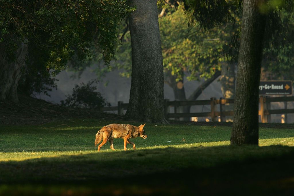 GoOutdoorsWest's tweet photo. MT @KPCC: #Arcadia latest city in #SoCal to trap/kill #coyotes to control local population https://t.co/SP7GLGcfQ6 https://t.co/WVDR3mudy1