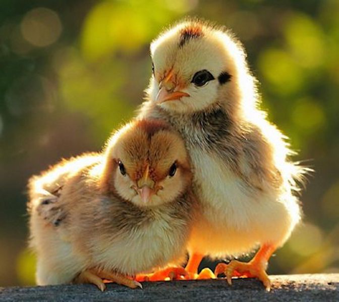 The Chickens are Coming! Click link for chicken flyer! #eriksongrainmill #acton #chickens goo.gl/DuTkP5