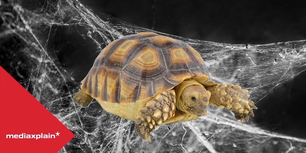 Mediaplus The Netherlands tweet media