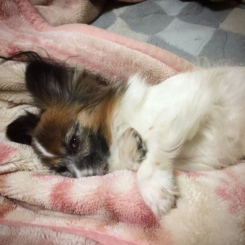 pettriangle's tweet photo. #dog #dogs #papillon #犬 #犬大好き #パピヨン #カノン #写真好きな人と繋がりたい #写真撮ってる人と繋がりたい https://t.co/R47xJAhMI4 https://t.co/scUTPmw7CQ