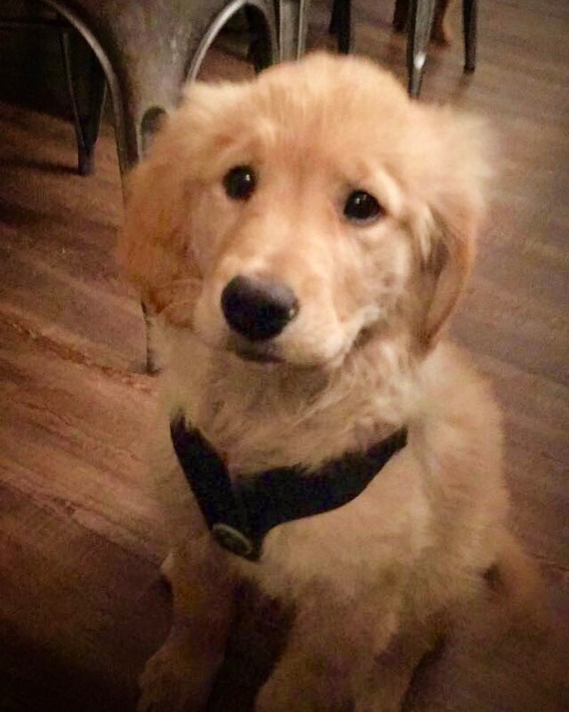 HighrisePetCare's tweet photo. Meet Maizy, the sweet girlfriend of @wrigleyrizzoross 🐶#goldenretriever #goldensofinstagra… https://t.co/r0cR0DI3DC https://t.co/Ao5DWbso8O