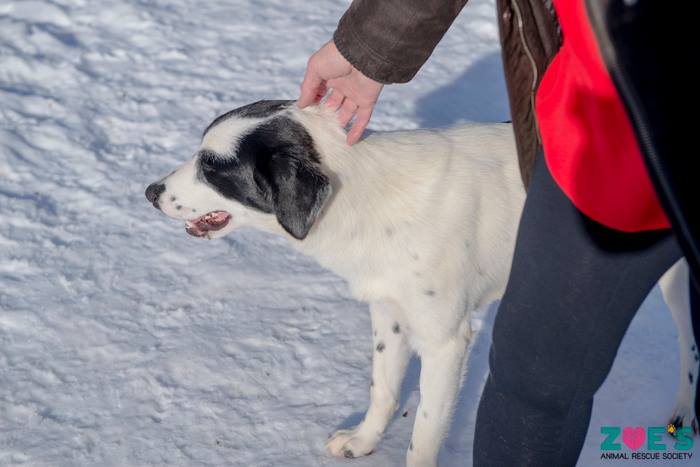 FurRSQ's tweet image. Good morning and happy Friday from adoptable BeeLack Wild! Learn more about this Blue Heeler/Catahoula X here: zoesanimalrescue.org/animals/beelac…