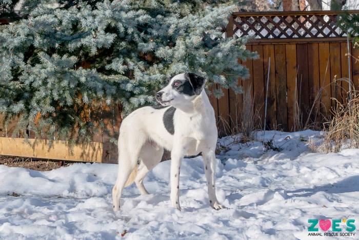 FurRSQ's tweet image. Good morning and happy Friday from adoptable BeeLack Wild! Learn more about this Blue Heeler/Catahoula X here: zoesanimalrescue.org/animals/beelac…