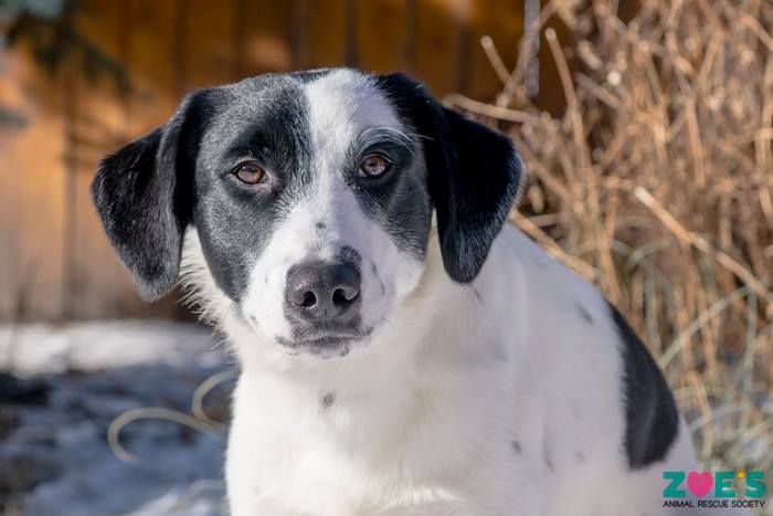 FurRSQ's tweet image. Good morning and happy Friday from adoptable BeeLack Wild! Learn more about this Blue Heeler/Catahoula X here: zoesanimalrescue.org/animals/beelac…