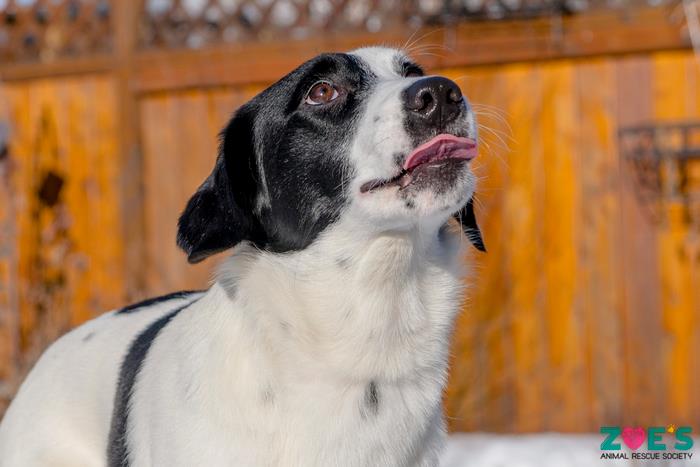 FurRSQ's tweet image. Good morning and happy Friday from adoptable BeeLack Wild! Learn more about this Blue Heeler/Catahoula X here: zoesanimalrescue.org/animals/beelac…