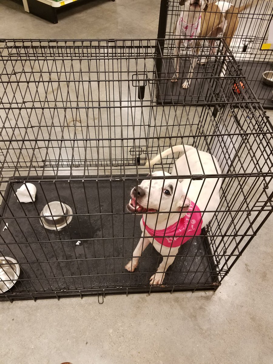PetSmart LaPlace tweet media