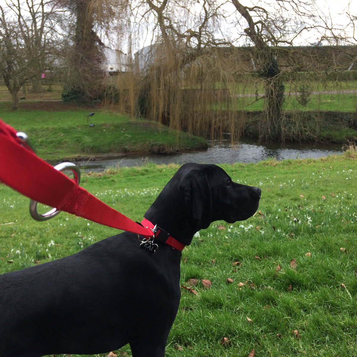 DerethH's tweet photo. Exploring the grounds @TrenthamEstate #puppywalks #gardens #drivingwithdogs #snowdrops #pointerdogs #trentham @VisitStoke #Staffordshire https://t.co/CB6K7BCr35