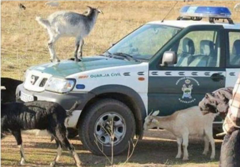guardiacivil's tweet photo. En ocasiones los compañeros del #SEPRONA se hacen tan cercanos que los bichillos se les suben a las barbas...o al Terrano
😂😂
#BuenaFoto https://t.co/k4h0VSJWG0