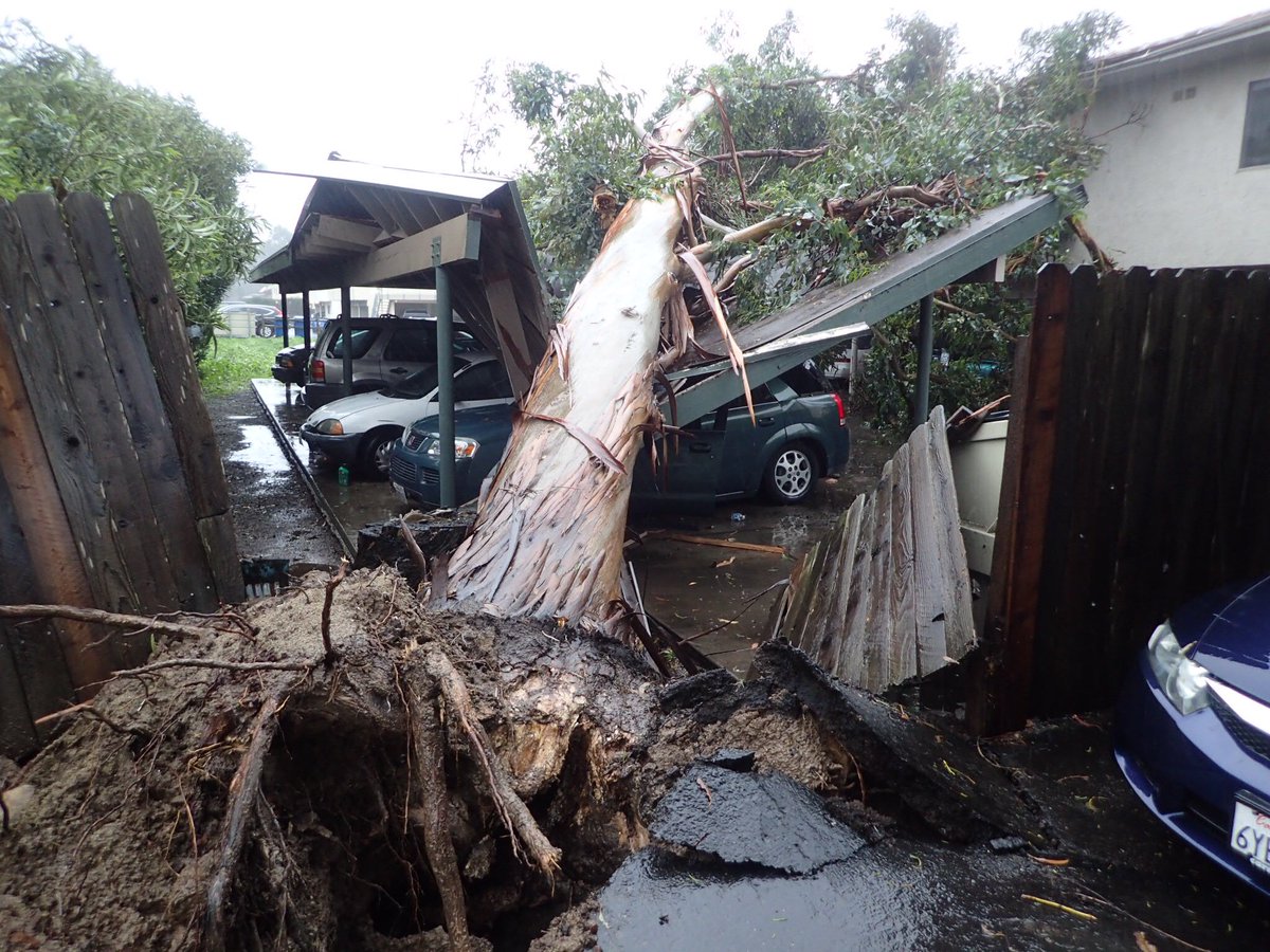 EliasonMike's tweet photo. A large eucalyptus tree toppled onto carport damaging vehicles at 400 Ellwood Beach Dr in #Goleta. No injuries. #CAstorm #SantaBarbaraCounty https://t.co/WYcHoOhRzV