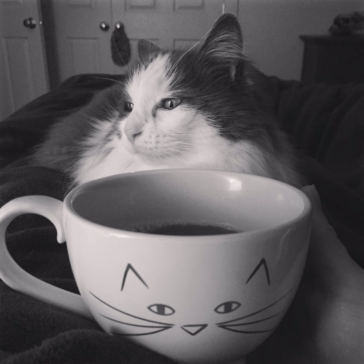 RoxTonesUp's tweet photo. Coffee w/my #accountabilitykitty before my bootycall! 5k run + @ToneItUp daily moves! 🏃🏼♀️💨💪🏻💕#lookforlove #tiuteam #tiubootycall https://t.co/QTDxXBQpgp