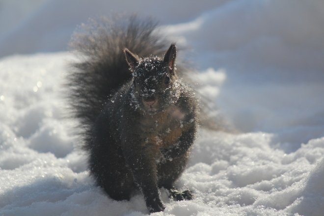 TheWeatherNetUS's tweet photo. Looks like this squirrel is having a grand time in the snow 🐿❄️ Check out the full #ScenesOfWinter gallery here -- https://t.co/5RedWazFI3 https://t.co/rT3inSlzZV
