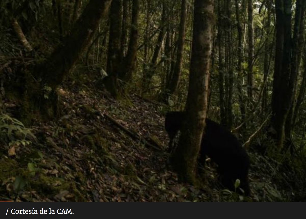 AlexVernot's tweet photo. Reaparece oso de anteojos en área protegida de Huila después de 15 años! Una gran noticia!  vía @elespectador https://t.co/gnF87hlJ2R https://t.co/glYLSxI7w3