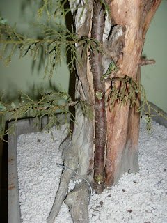 araoshi_bonsai's tweet photo. Sabes que es un #tanuki? Es la técnica de hacer #bonsai que consiste en adherir a un árbol muerto o parte de él, otro árbol vivo https://t.co/RZKW6kA397