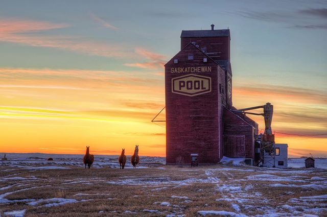 "Not your typical #Sask sunset as I was photobombed by llamas." - IGer darcyconn: instagram.com/p/BP0H9aOjrJN #ExploreSask #ExploreCanada