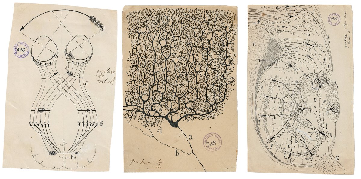 NYTScience's tweet image. Meet Santiago Ramón y Cajal, an artist, photographer, doctor, bodybuilder and also the father of modern neuroscience nyti.ms/2lSUz9y
