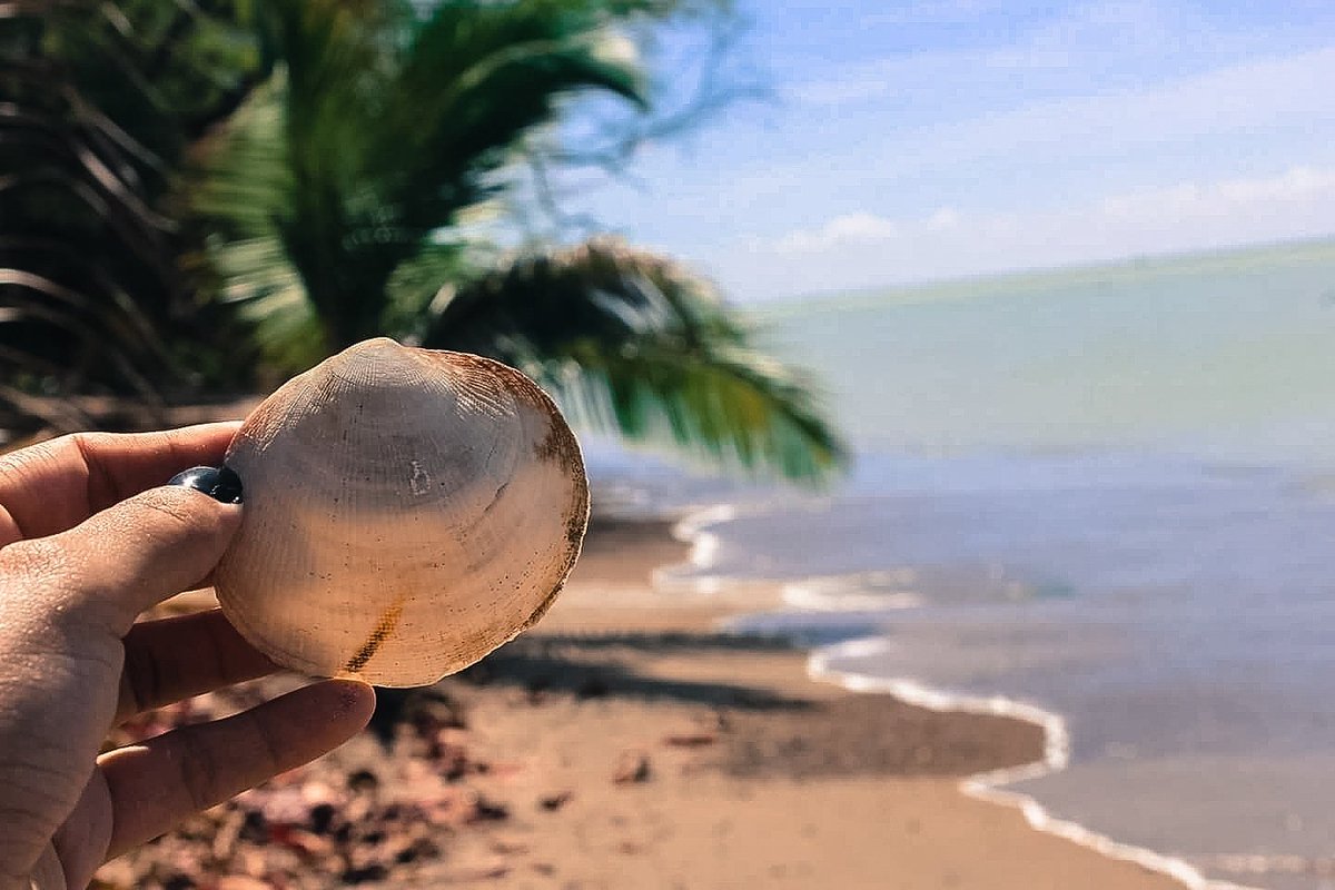 _dehoja's tweet photo. Vitamin Sea
#ytshots #caborojopr #combatebeach #playasdepr #concha #seashells https://t.co/zneZIgy5sF