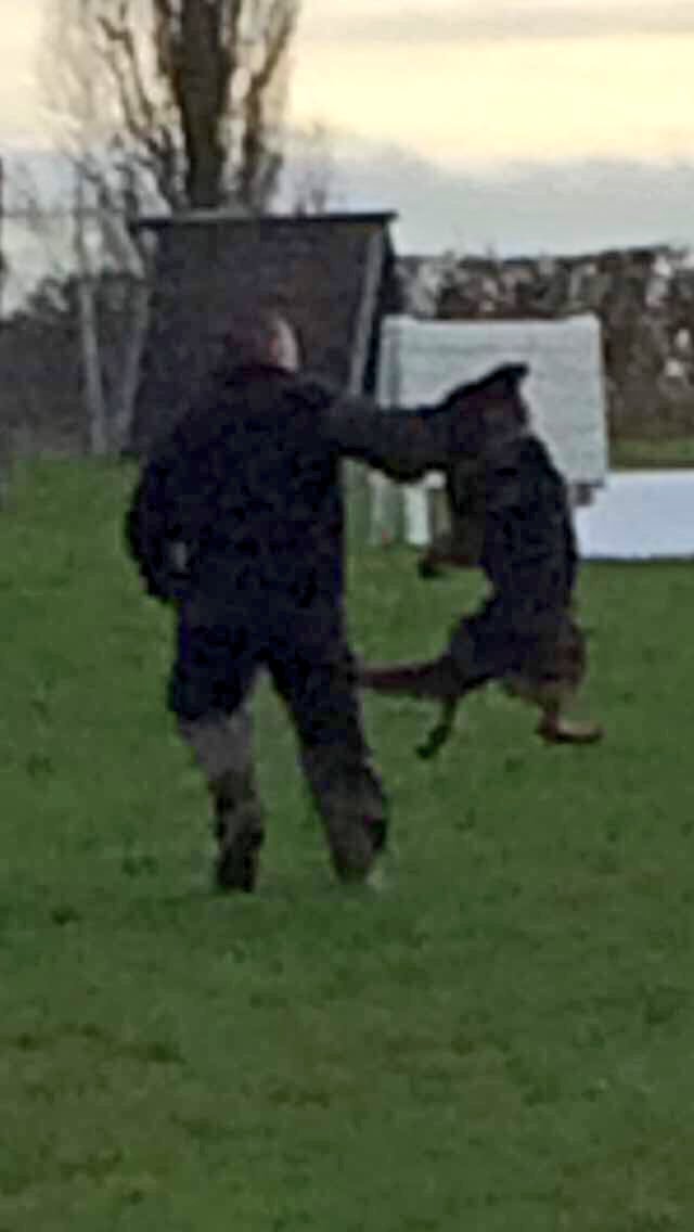 DerbysDogPolice's tweet photo. TPD Zane bite work training #AndJump https://t.co/6vvANGl2YM