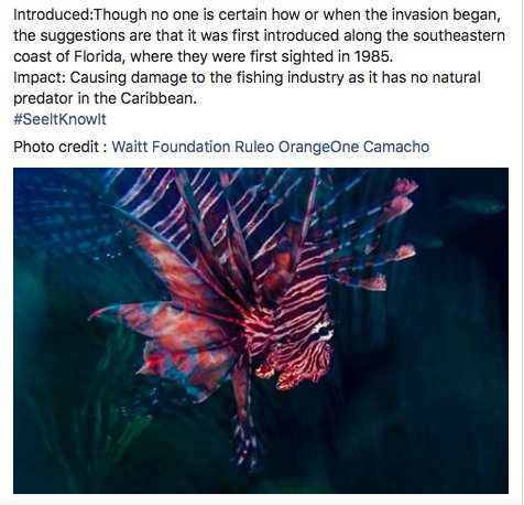 AandBEnviron's tweet photo. #invasiveAlienSpecie
#LionFish
#SeeItKnowIt
@WaittInstitute https://t.co/pX8MwS301N