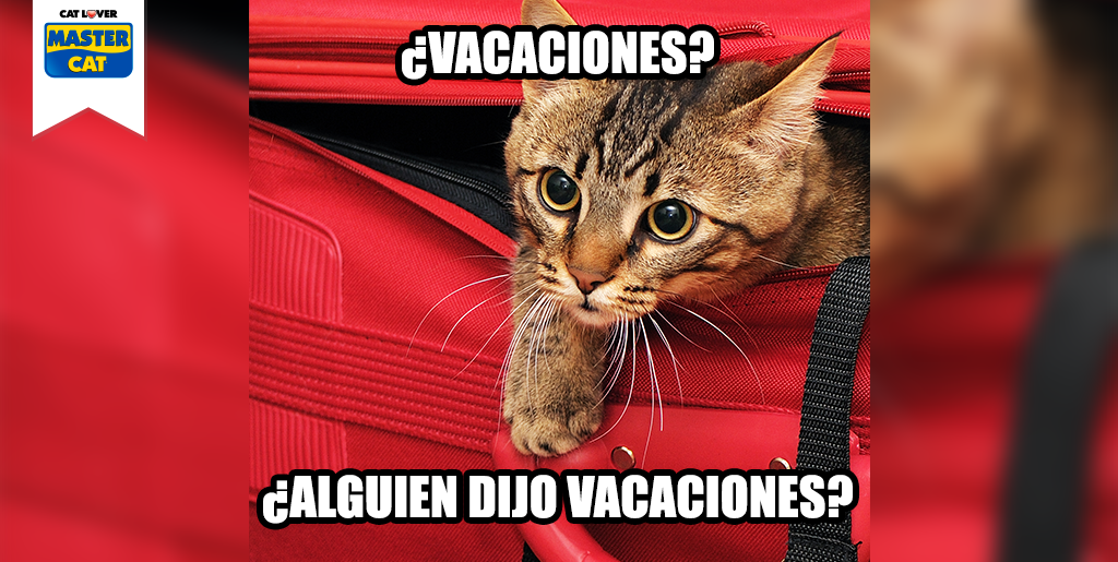 MasterCatChile's tweet photo. RT si tú también te estás preparando para viajar con tu gatuno https://t.co/2rkposIlJw