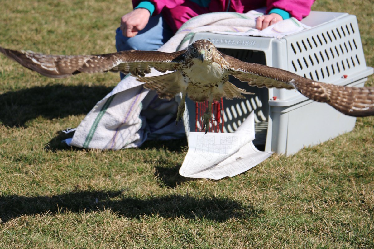 Ohio Wildlife Center (@OHWildlifeCntr) | Twitter