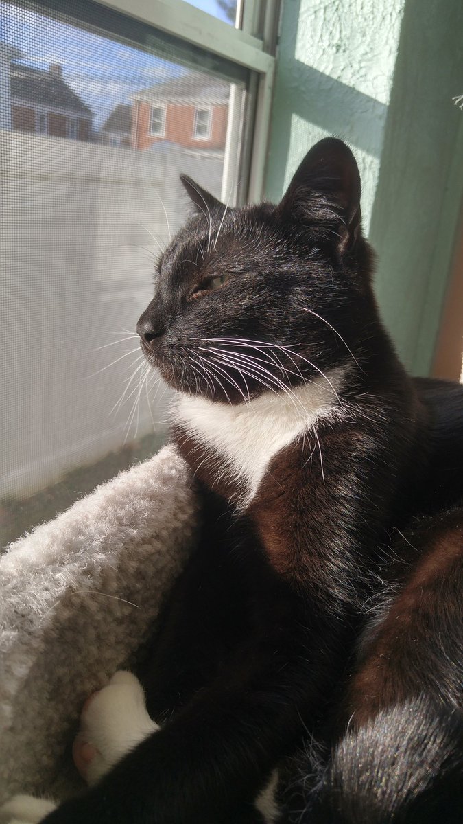 FeralAngels's tweet photo. Our sunbathing beauty, Rheia. 9 months old.  #AdoptDontShop #adoptablecat #tuxiesrule #beautifulcat https://t.co/GrIRYfdGpX