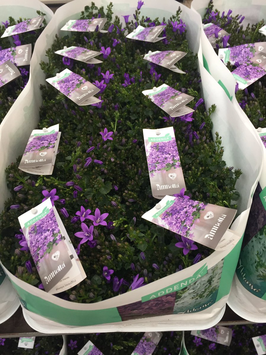 Deze week gestart met uitleveren van de Campanula Ambella Purple #addenda <a href="/Addenda_info/">ADDENDA</a>