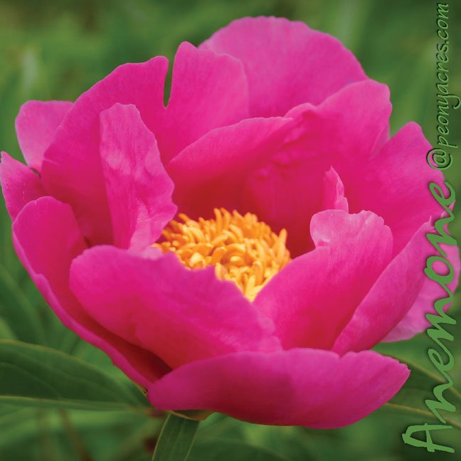 PeonyAcres's tweet photo. Late may cut flower peony anemone large dark pink. #wholesalepeony #peony #peonyflower #pinkpeony #farmtoflorist #cutflowerpeony #cutflower https://t.co/PiF7b3f0v3