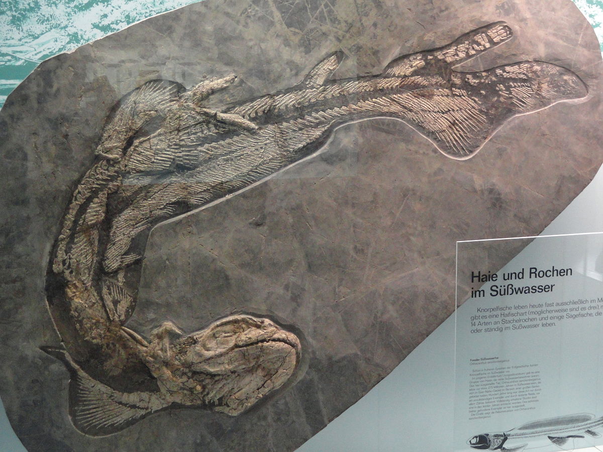 Incredible fossil of the freshwater shark Orthacanthus <a href="/Senckenberg/">SENCKENBERG</a> #FossilFriday (Image Wiki)