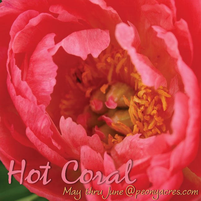 PeonyAcres's tweet photo. Hot coral cut flower peony wholesale mid to late May. #farmtoflorist #peony #coralflower #coralpeony #coral #hotcoral #designer ##cutflower https://t.co/hznPVlV91P