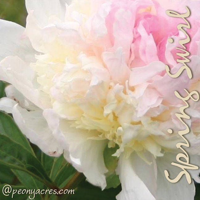 PeonyAcres's tweet photo. Swirls of white, pink, yellow cut flower peony @PeonyAcres May June. #farmtoflorist #americangrownflowers #peony #peonyflower #cutflower https://t.co/8eSWp29fji
