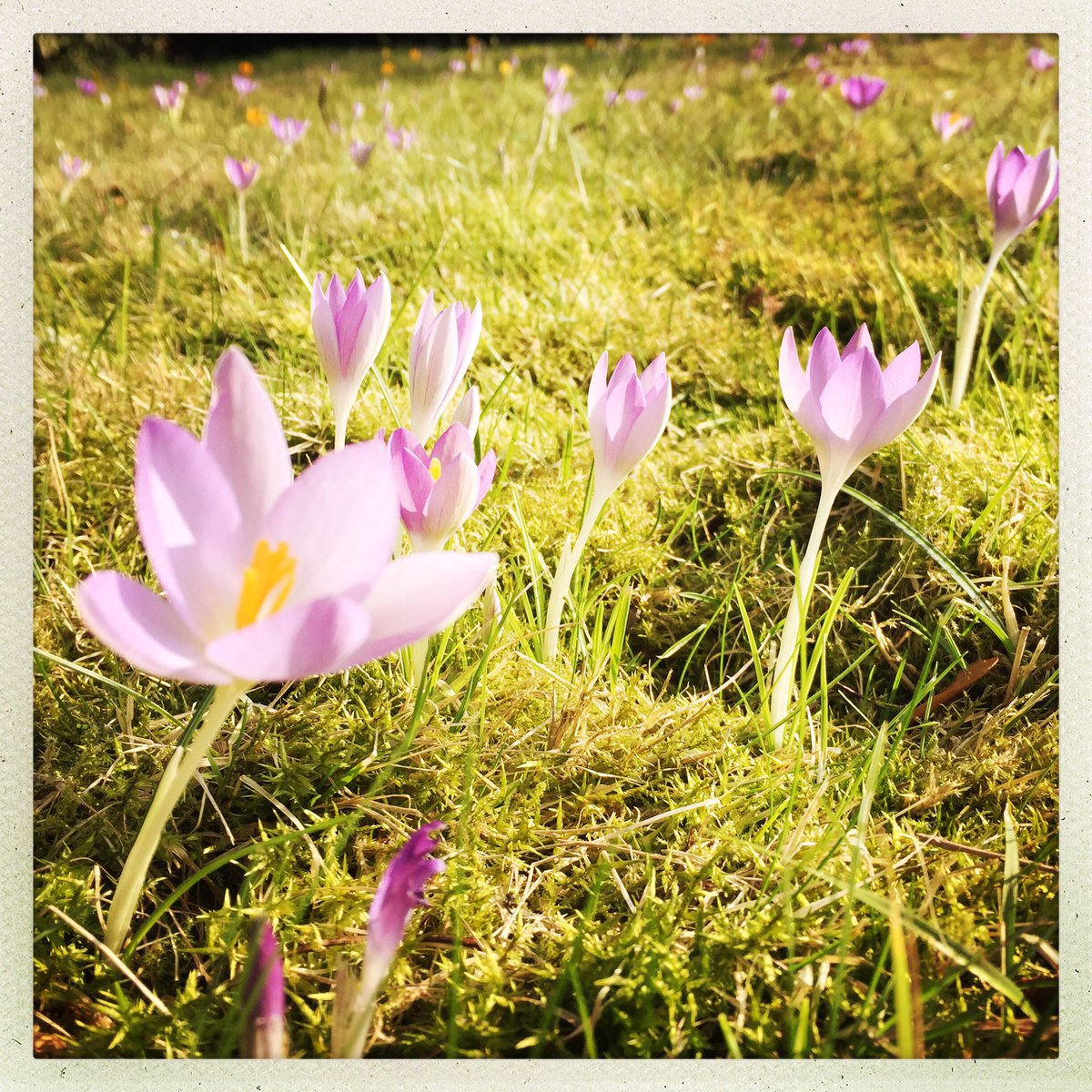 LoveSaleTown's tweet photo. Many Crocuses. 😍 https://t.co/WIe0rwaxkI