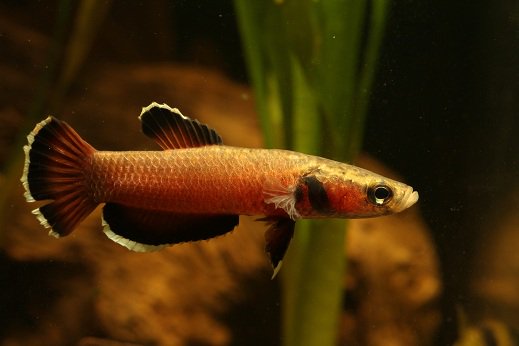 strawberry betta fish