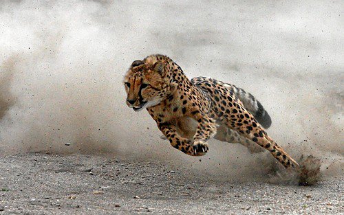 LivinForAnimals's tweet photo. Cheetahs are the fastest land animal on Earth. They can reach top speeds of up to 113 kilometres an hour. https://t.co/DRZ2u9ZbH0