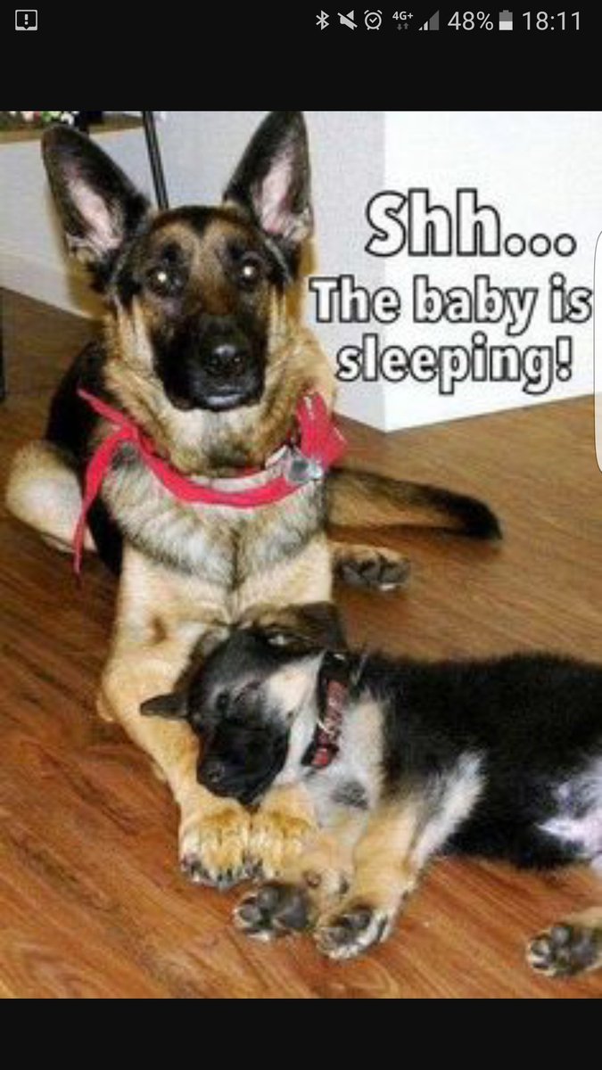 aisling139's tweet photo. @jameska123 #gsdonduty https://t.co/oTA3cJktbb