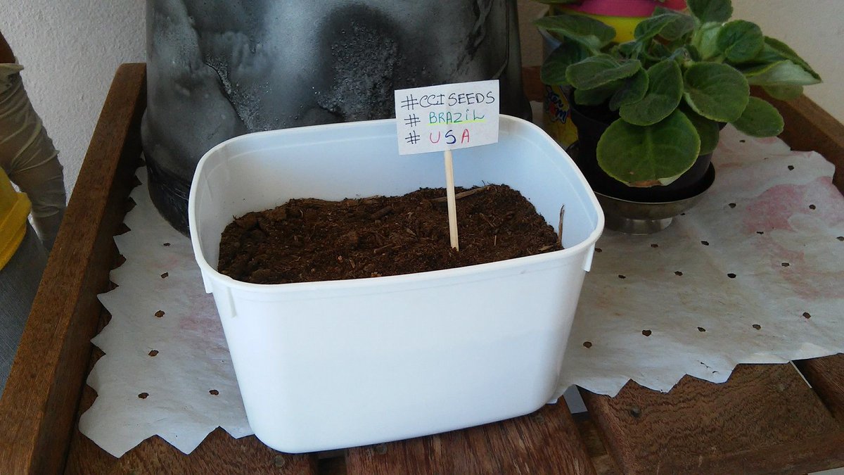 CCIProgram's tweet photo. These #CCISeeds come from Nerilene, a CCI #ExchangeAlumni from Brazil who is passionate about sustainability https://t.co/RkSYvwA67o https://t.co/7uJkf1Hj0Y