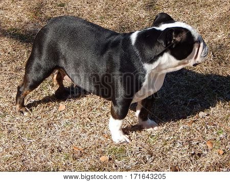 simplemomof2's tweet image. #amaturephotography #funhobbies #furbabies  Love having my hobby out there for everyone to see and maybe put to use! :)