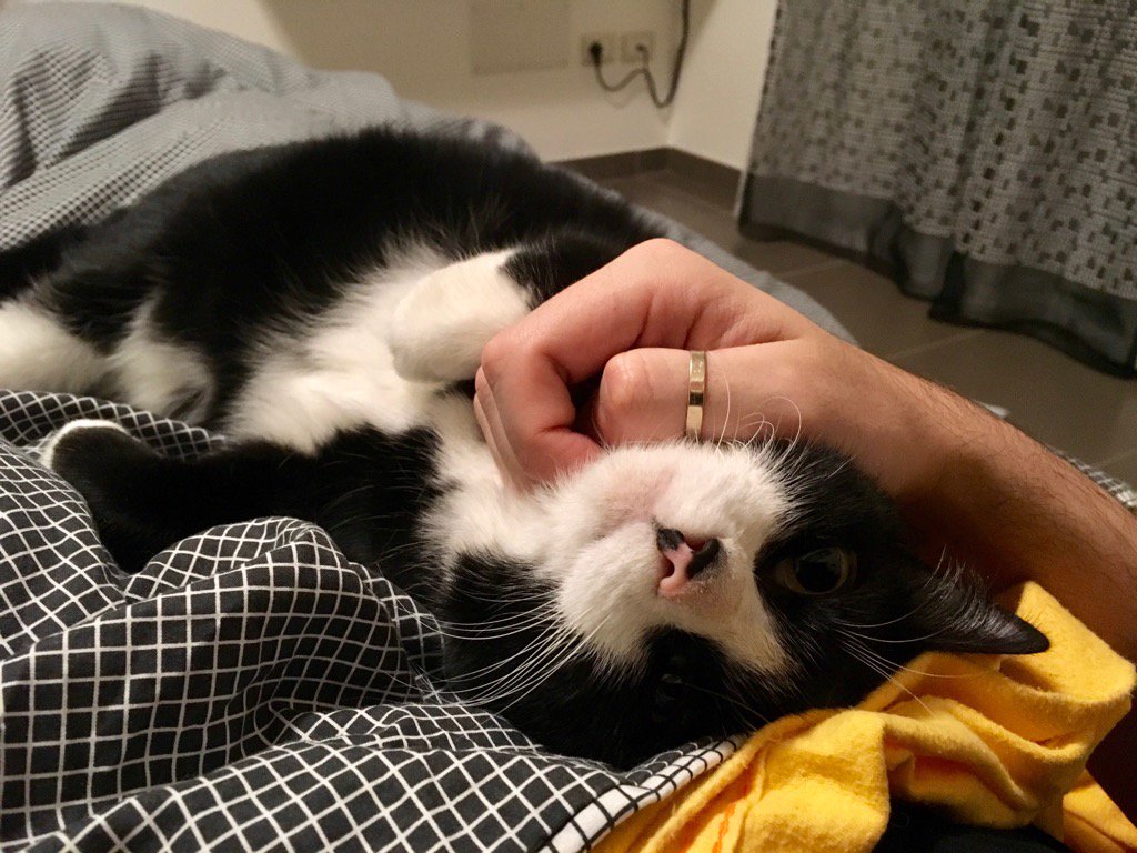 heyelly's tweet photo. #festadelgatto amore mio! https://t.co/LDmFYYDG6E
