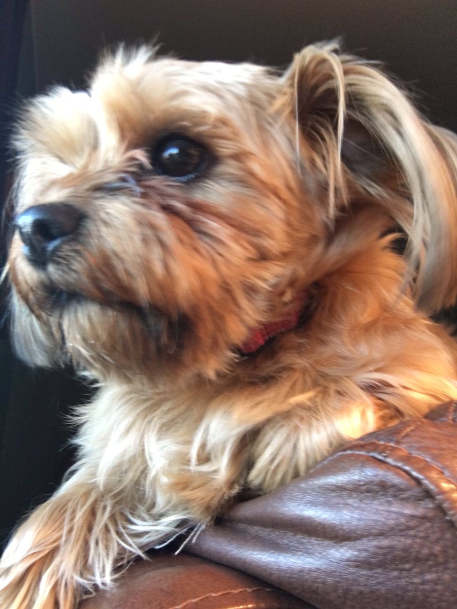 According to Keaton, this dog is a psychopath