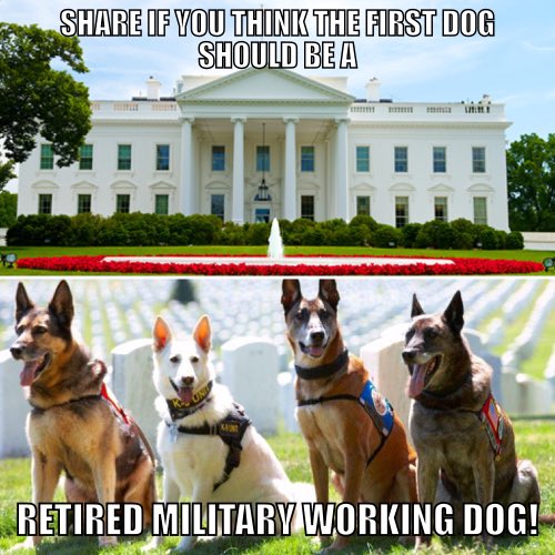 SergeantRex's tweet image. RT if you think @POTUS should make the first dog a retired military working dog! 🇺🇸🐾 @realDonaldTrump
