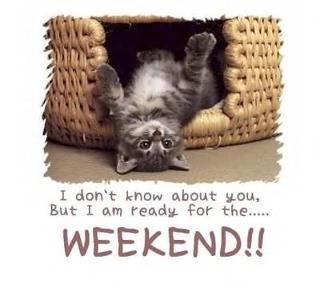 MBAWomenLA's tweet photo. Oh yes, it's a #catmeme. #happtfriday #tgif #mbwomenla tgif - Google Search https://t.co/PHDpNZ9Jf0 https://t.co/K6K4daZWy3