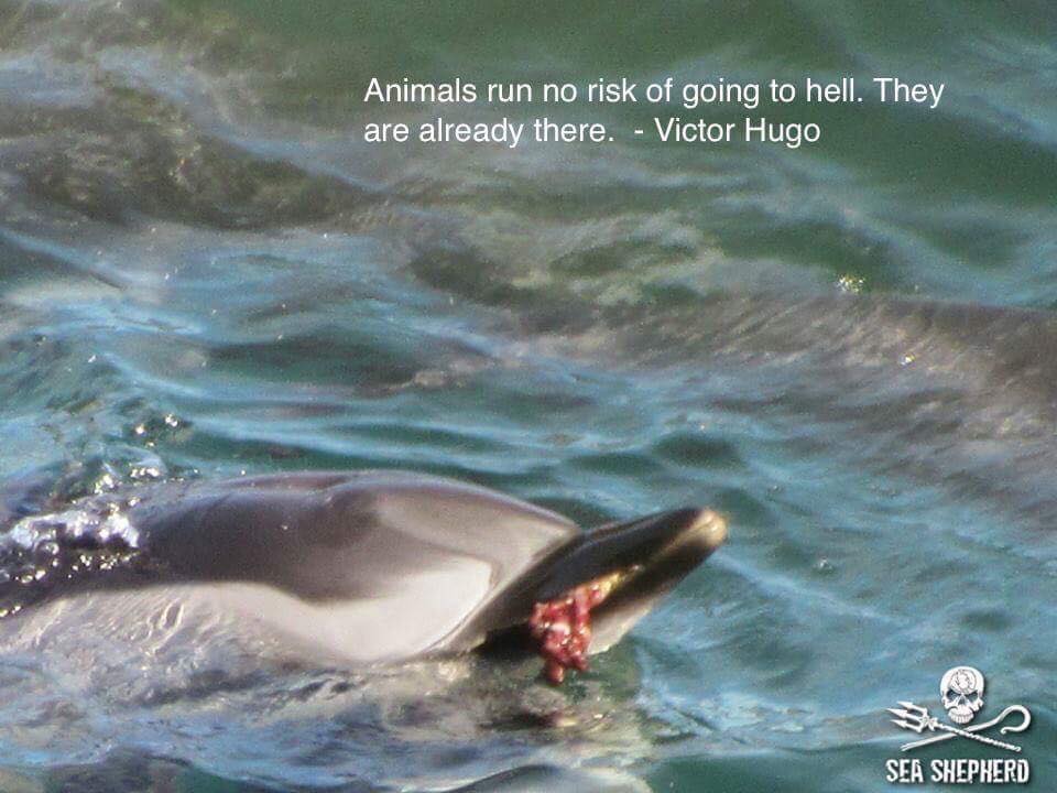 dolphinangels1's tweet photo. #イルカ #太地町 から買ったイルカ1頭が5日間で死んだ！捕獲された - 300頭のイルカの最近の悪質な運転。彼らは100頭のイルカを家族から盗んだ。https://t.co/xzVNUIp7zN #イルカ天使 RT拡散希望 https://t.co/auBJUTeMxz