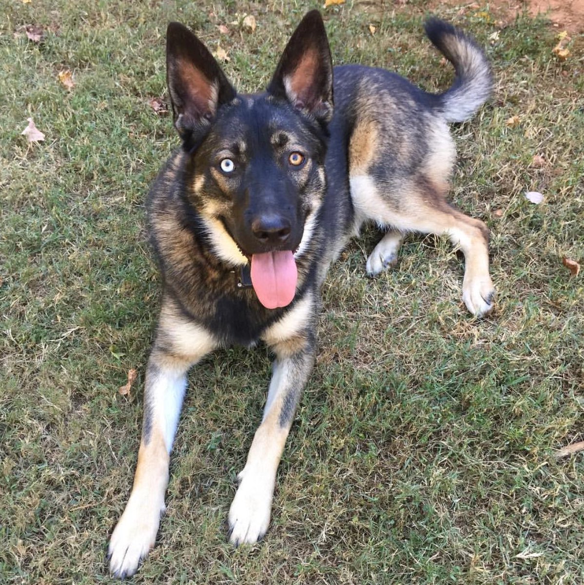 I don't think I've ever posted pictures of Kona and Kain. Anyway, here are my two little shepskies because they deserve attention.