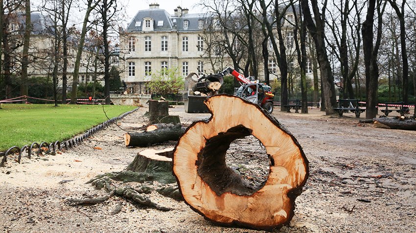 🌳 Face à un vieillissement important de son parc arboré, le #JardinDuLuxembourg rénove ses arbres en 2017 >> bit.ly/2ikd2Ka