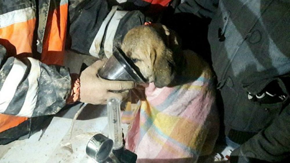 infobaeamerica's tweet photo. El sorprendente operativo para rescatar a un cachorro atrapado https://t.co/xTsDzQ6hlV https://t.co/uEHal1VNsd