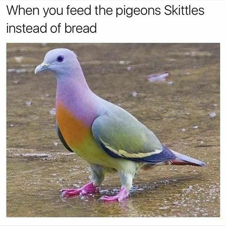 Potty Pigeon (pottypigeon1) Twitter