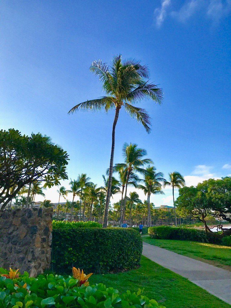 jfbenning's tweet photo. Palm trees In Maui https://t.co/ipe0sssvED