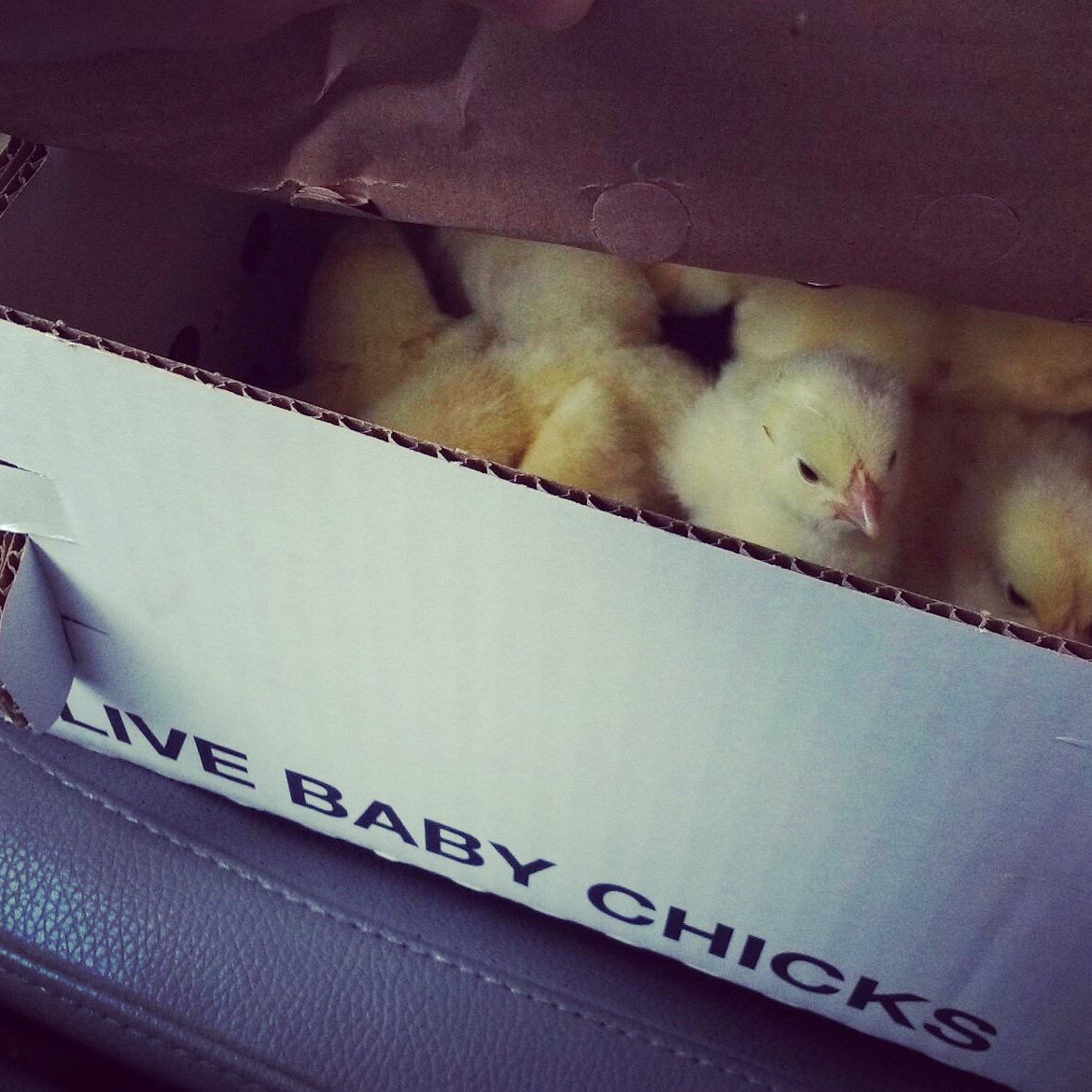 Picking up chicks from the post office this morning #farmlife